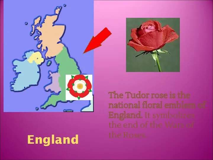 England The Tudor rose is the national floral emblem of