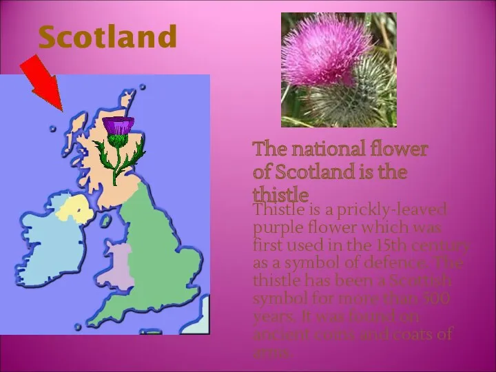 Thistle is a prickly-leaved purple flower which was first used