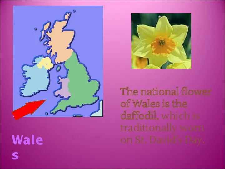 The national flower of Wales is the daffodil, which is