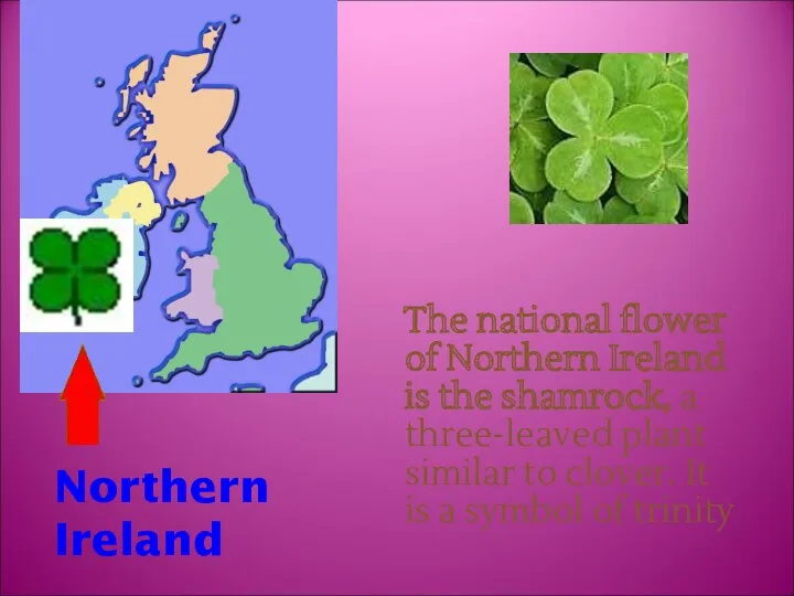 The national flower of Northern Ireland is the shamrock, a