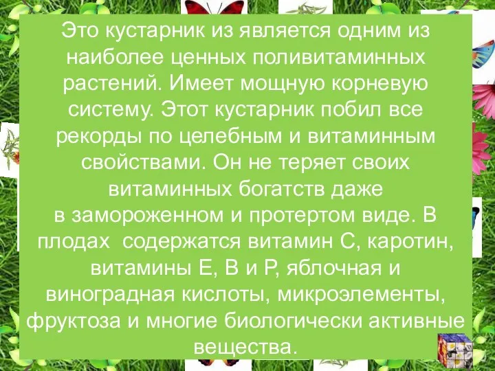 Это кустарник из является одним из наиболее ценных поливитаминных растений.