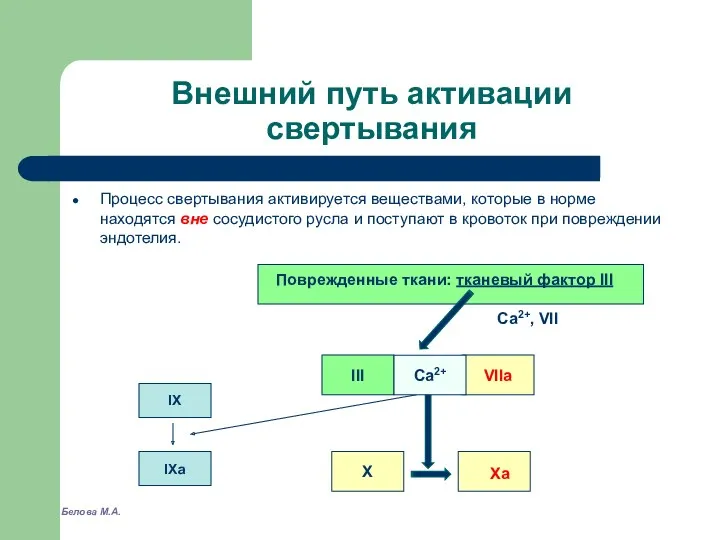 Внешний путь активации свертывания Процесс свертывания активируется веществами, которые в