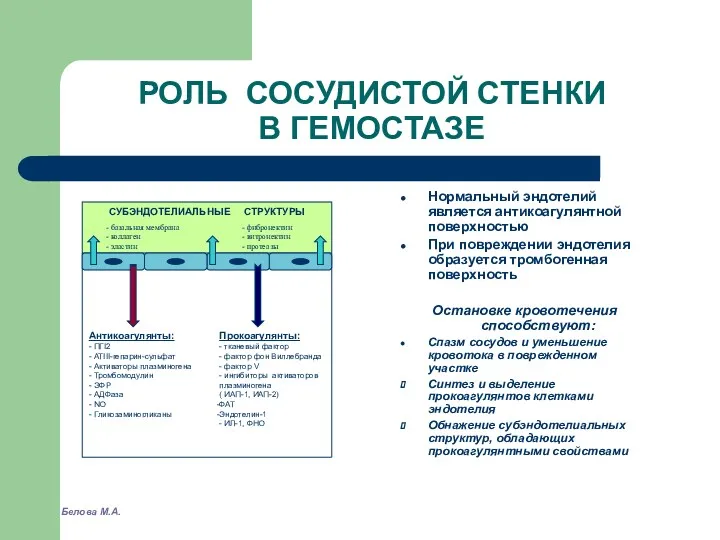 РОЛЬ СОСУДИСТОЙ СТЕНКИ В ГЕМОСТАЗЕ Нормальный эндотелий является антикоагулянтной поверхностью