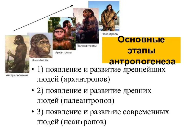 Основные этапы антропогенеза 1) появление и развитие древнейших людей (архантропов) 2) появление и