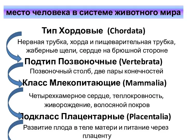 место человека в системе животного мира Тип Хордовые (Chordata) Нервная