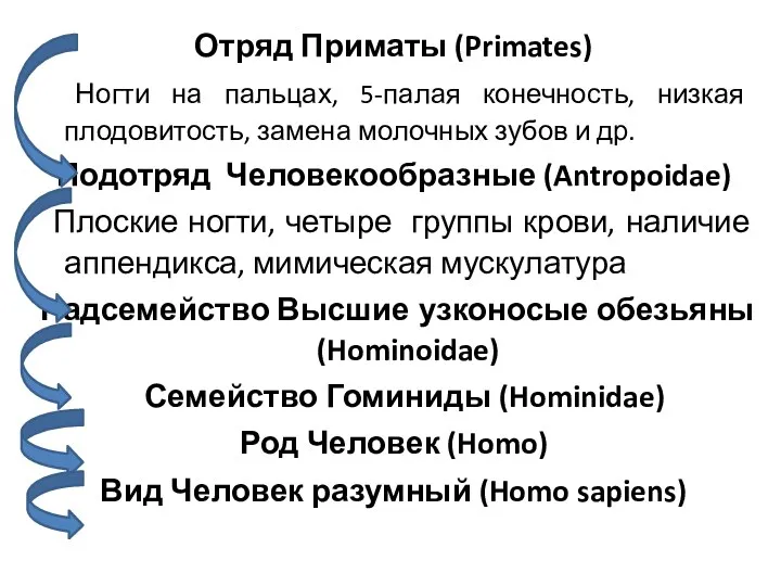 Отряд Приматы (Primates) Ногти на пальцах, 5-палая конечность, низкая плодовитость, замена молочных зубов