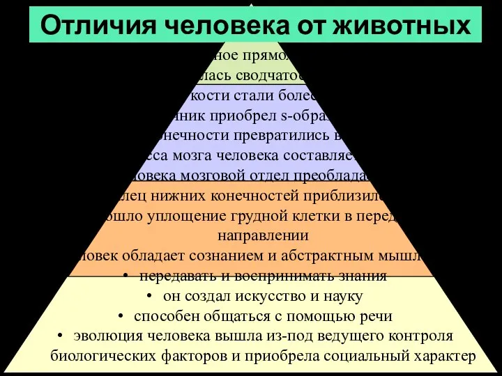 Отличия человека от животных истинное прямохождение появилась сводчатость стопы тазовые