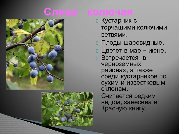 Кустарник с торчащими колючими ветвями. Плоды шаровидные. Цветет в мае