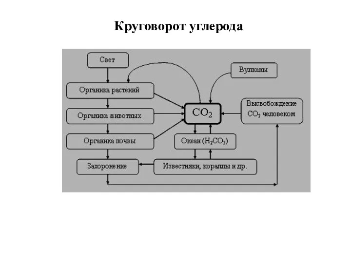 Круговорот углерода