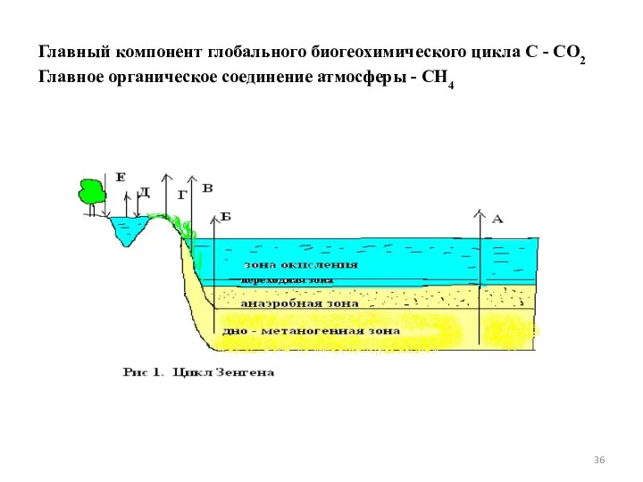 Главный компонент глобального биогеохимического цикла С - СО2 Главное органическое соединение атмосферы - СН4