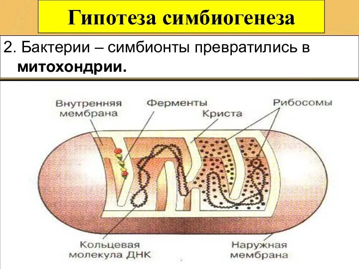 Гипотеза симбиогенеза 2. Бактерии – симбионты превратились в митохондрии.