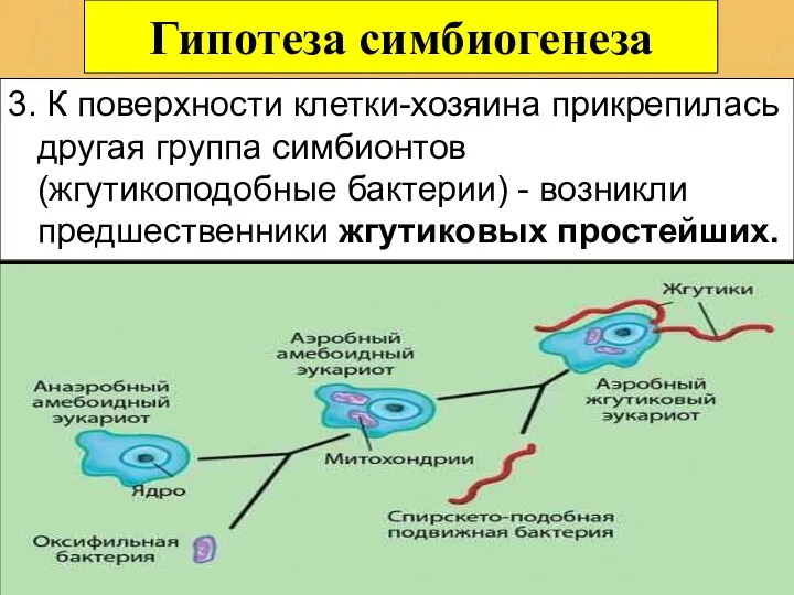 Гипотеза симбиогенеза 3. К поверхности клетки-хозяина прикрепилась другая группа симбионтов