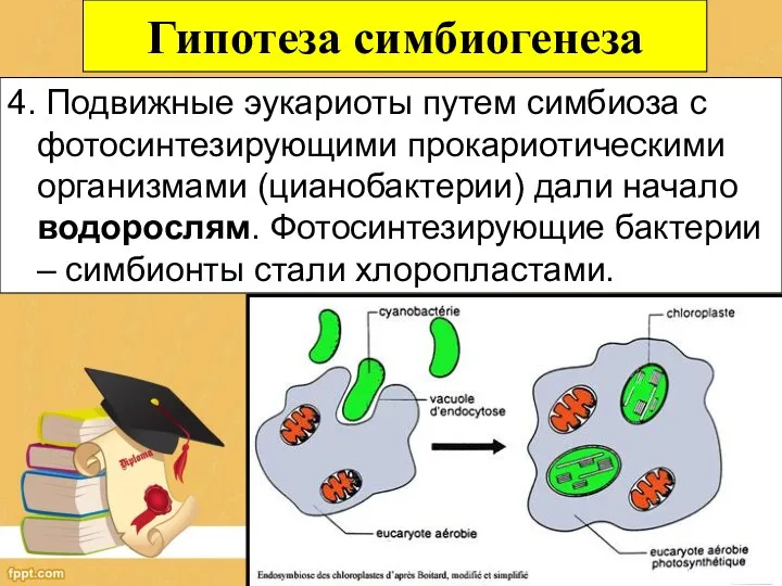 Гипотеза симбиогенеза 4. Подвижные эукариоты путем симбиоза с фотосинтезирующими прокариотическими