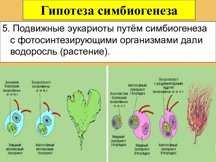 Гипотеза симбиогенеза 5. Подвижные эукариоты путём симбиогенеза с фотосинтезирующими организмами дали водоросль (растение).