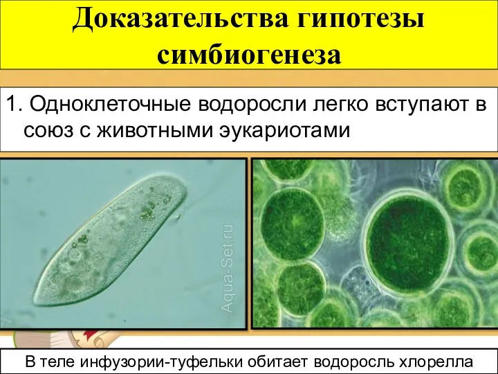 1. Одноклеточные водоросли легко вступают в союз с животными эукариотами