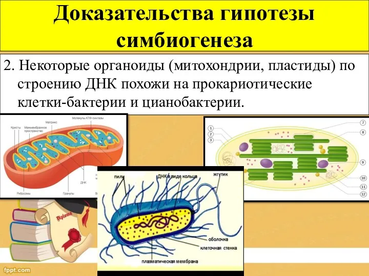 2. Некоторые органоиды (митохондрии, пластиды) по строению ДНК похожи на