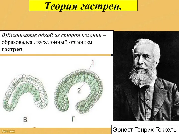 Теория гастреи. В)Впячивание одной из сторон колонии – образовался двухслойный организм гастрея. Эрнест Генрих Геккель