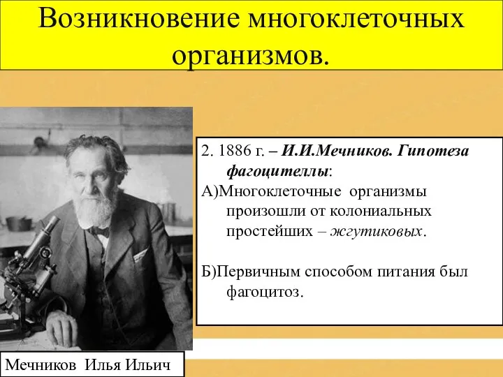 Возникновение многоклеточных организмов. 2. 1886 г. – И.И.Мечников. Гипотеза фагоцителлы: