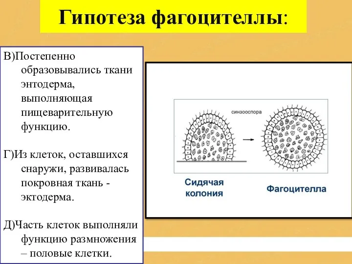 Гипотеза фагоцителлы: В)Постепенно образовывались ткани энтодерма, выполняющая пищеварительную функцию. Г)Из