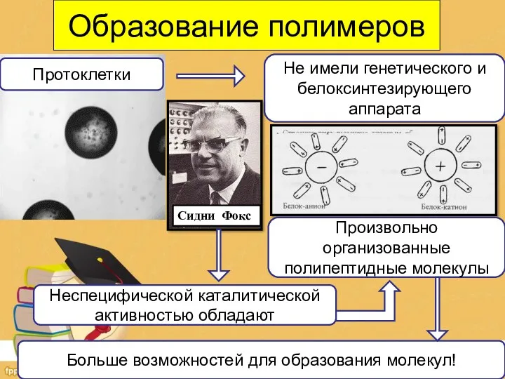 Образование полимеров Протоклетки Не имели генетического и белоксинтезирующего аппарата Сидни