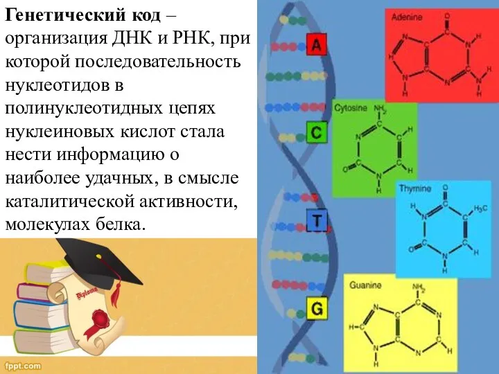 Генетический код – организация ДНК и РНК, при которой последовательность