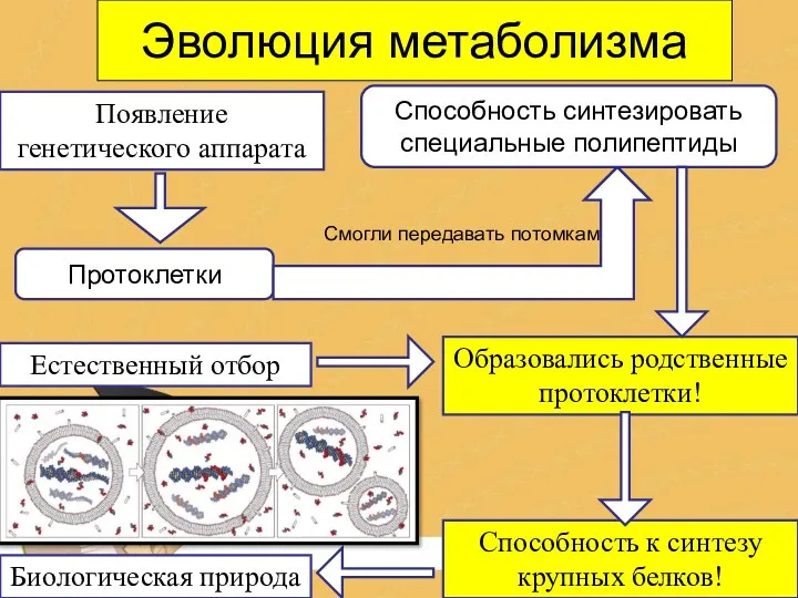 Эволюция метаболизма Появление генетического аппарата Протоклетки Смогли передавать потомкам Способность