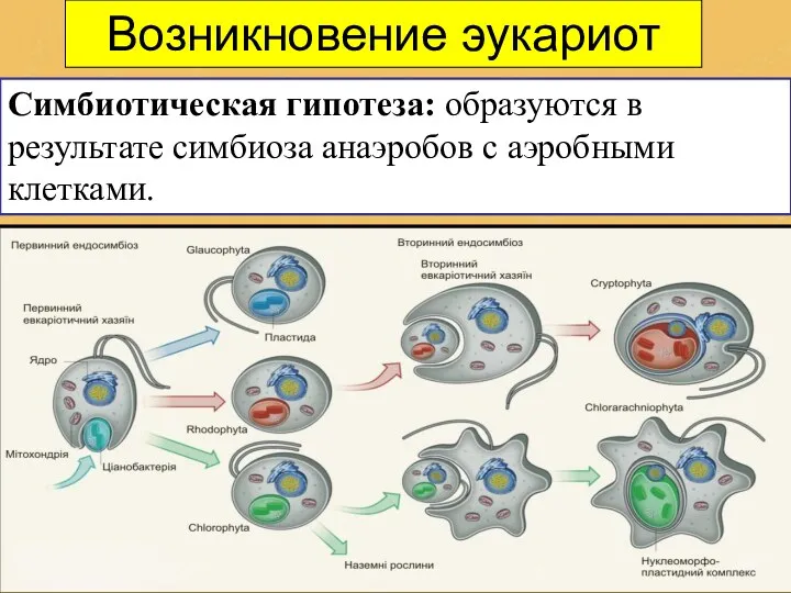 Возникновение эукариот Симбиотическая гипотеза: образуются в результате симбиоза анаэробов с аэробными клетками.