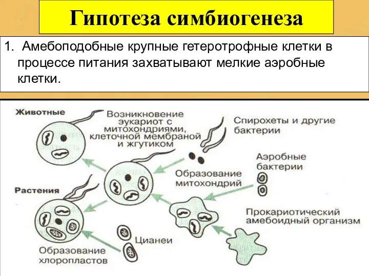 Гипотеза симбиогенеза 1. Амебоподобные крупные гетеротрофные клетки в процессе питания захватывают мелкие аэробные клетки.