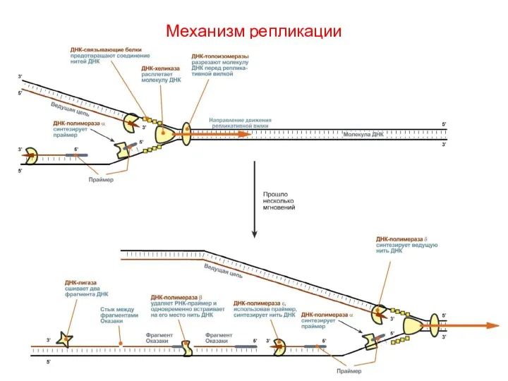 Механизм репликации