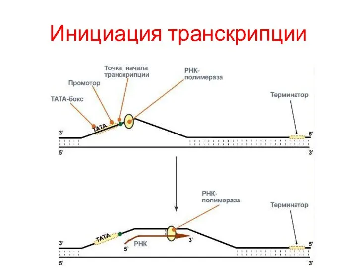 Инициация транскрипции