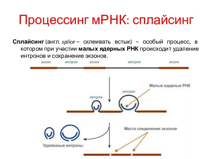 Процессинг мРНК: сплайсинг Сплайсинг (англ. splice – склеивать встык) –