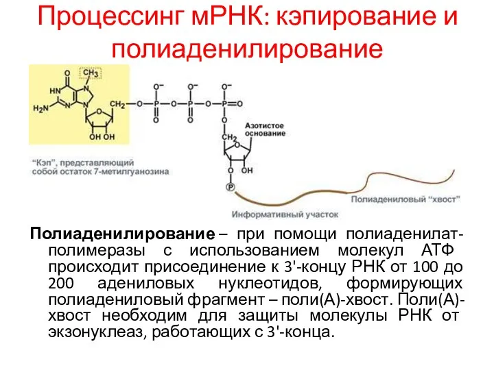 Процессинг мРНК: кэпирование и полиаденилирование Полиаденилирование – при помощи полиаденилат-полимеразы