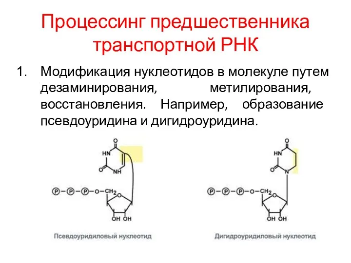 Процессинг предшественника транспортной РНК Модификация нуклеотидов в молекуле путем дезаминирования,