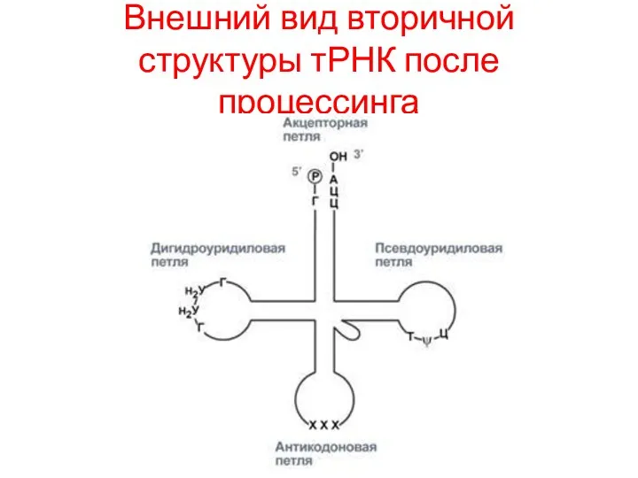 Внешний вид вторичной структуры тРНК после процессинга