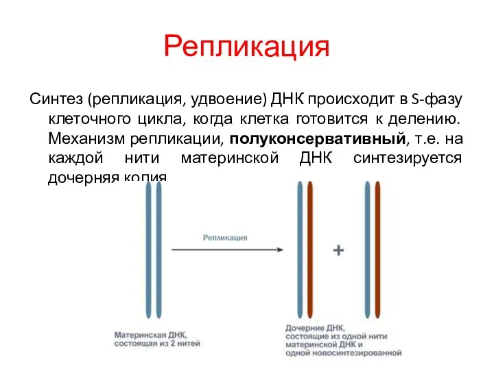 Репликация Синтез (репликация, удвоение) ДНК происходит в S-фазу клеточного цикла,