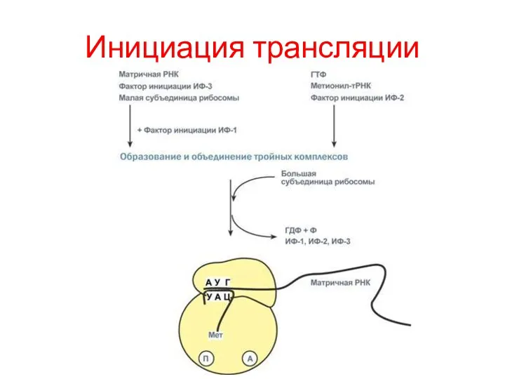 Инициация трансляции