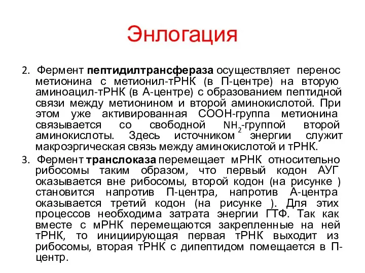 Энлогация 2. Фермент пептидилтрансфераза осуществляет перенос метионина с метионил-тРНК (в