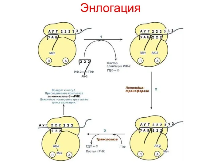 Энлогация