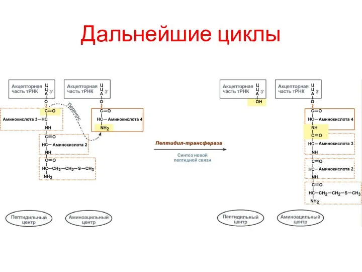 Дальнейшие циклы