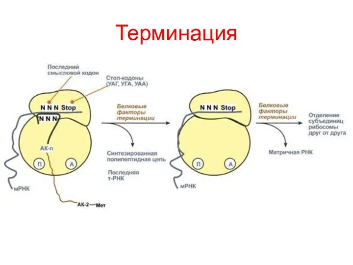 Терминация