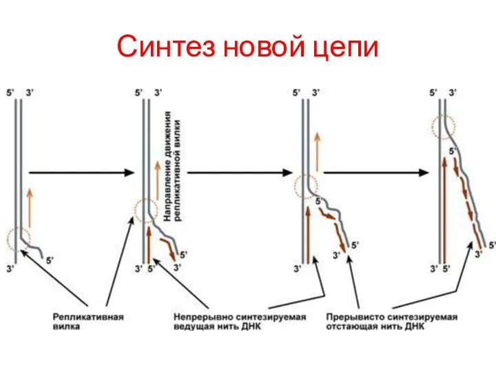 Синтез новой цепи