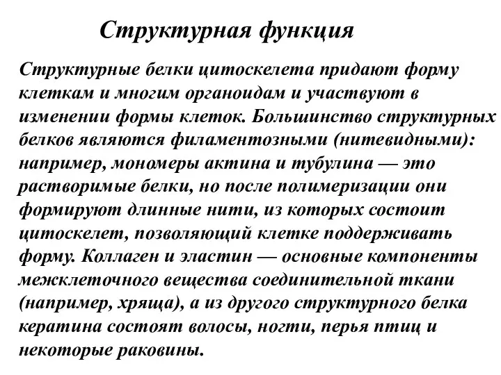 Структурная функция Структурные белки цитоскелета придают форму клеткам и многим