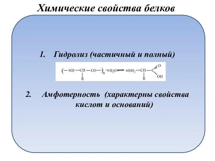 Гидролиз (частичный и полный) Амфотерность (характерны свойства кислот и оснований) Химические свойства белков