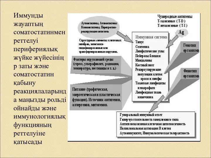 Иммунды жауаптың соматостатинмен реттелуі перифериялық жүйке жүйесінің р заты және