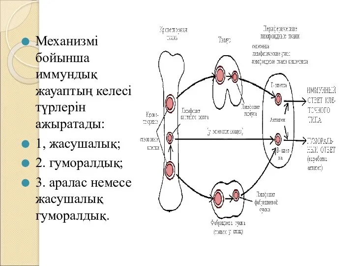 Механизмі бойынша иммундық жауаптың келесі түрлерін ажыратады: 1, жасушалық; 2. гуморалдық; 3. аралас немесе жасушалық гуморалдық.