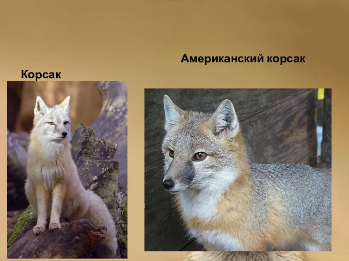 Корсак Американский корсак