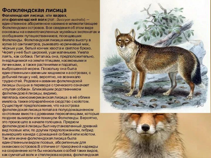 Фолклендская лисица Фолклендская лисица, или варрах, или фолклендский волк (лат.