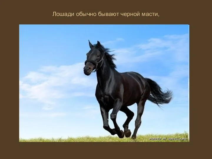 Лошади обычно бывают черной масти,