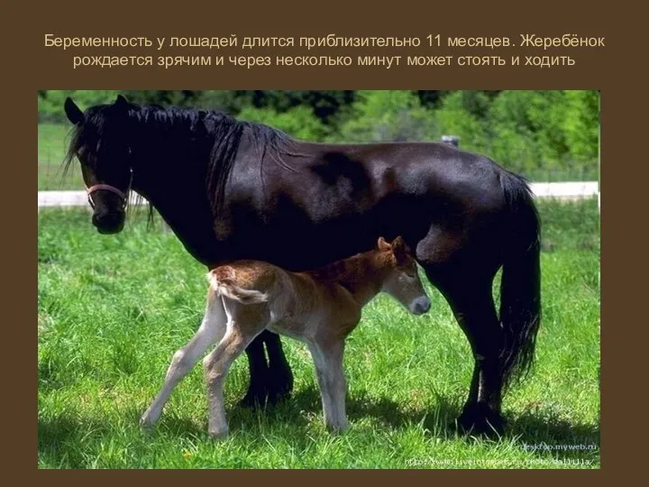 Беременность у лошадей длится приблизительно 11 месяцев. Жеребёнок рождается зрячим и через несколько