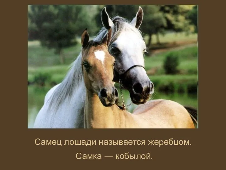 Самец лошади называется жеребцом. Самка — кобылой.